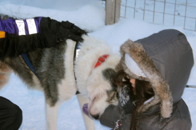 This amazing husky loved on Mia right after our sled ride! 